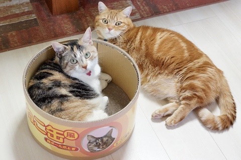 爪とぎ入ってる三毛猫と寝そべる茶トラちゃん