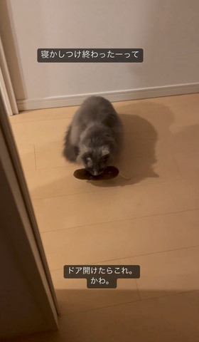 おもちゃくわえてる猫