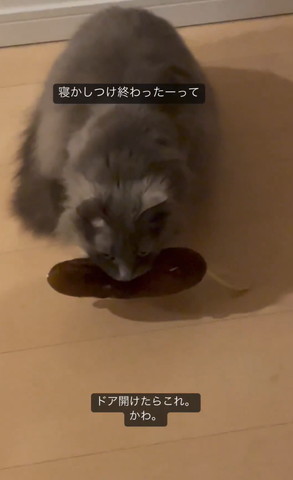 おもちゃくわえてる猫アップ