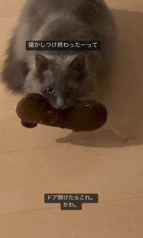 おもちゃくわえてカメラ目線猫