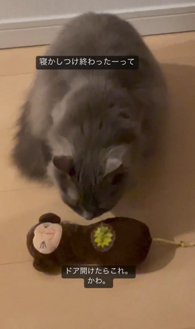 おもちゃ落とす猫