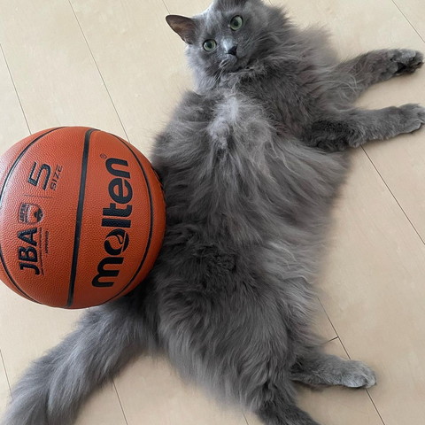 バスケットボールと猫