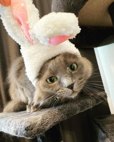 グレー猫うさぎ