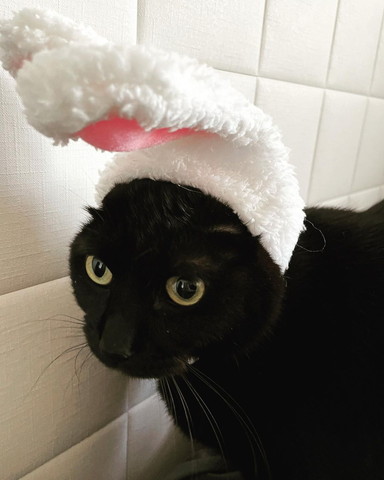 黒猫うさぎ帽子