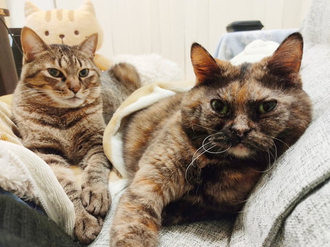 くつろぐキジトラちゃんとサビちゃん
