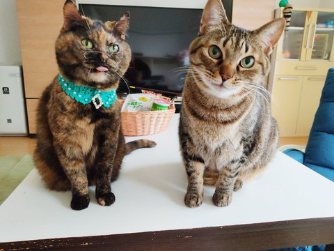 舌だす猫と首傾げる猫