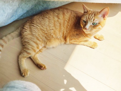 眠そうな茶トラ猫