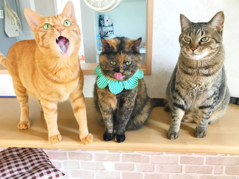 口あけてる猫舌ぺろ猫すまし顔猫3匹