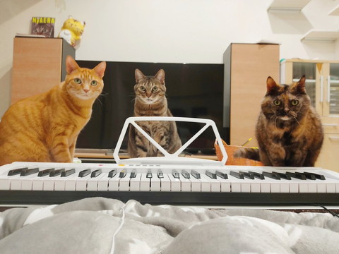 ピアノ前猫3匹