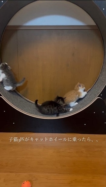 キャットホイールで遊ぶ子猫