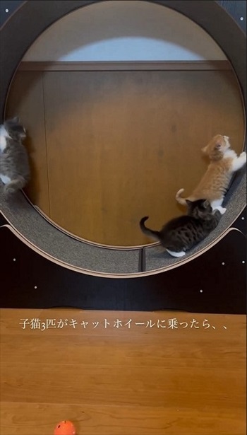 登る子猫