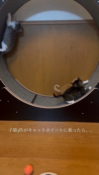 動き出したキャットホイール