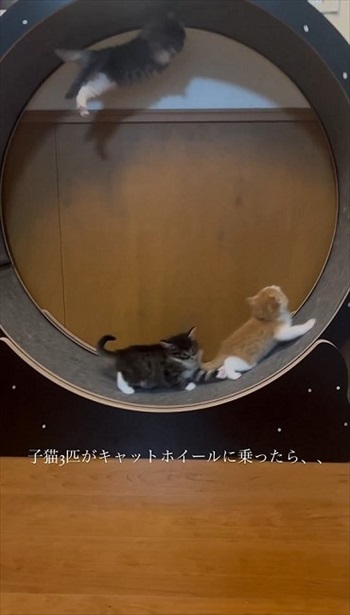 通り越した子猫