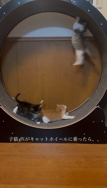 後ろ足がはずれる画像