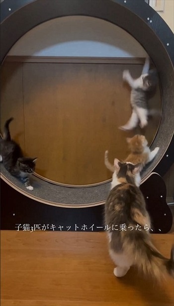 心配そうな母猫