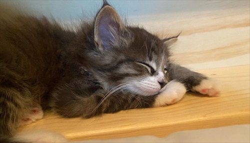 子猫のアッシュ