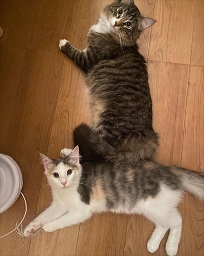 重なる猫たち