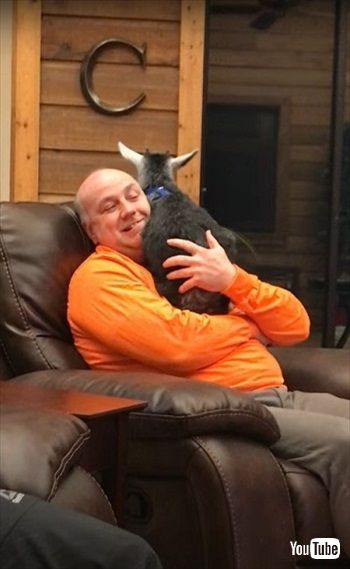 パパ大好きなヤギ