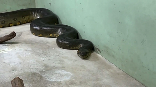 オオアナコンダ顔アップ