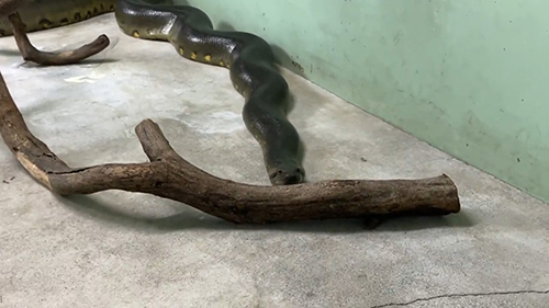 枝近くのオオアナコンダ