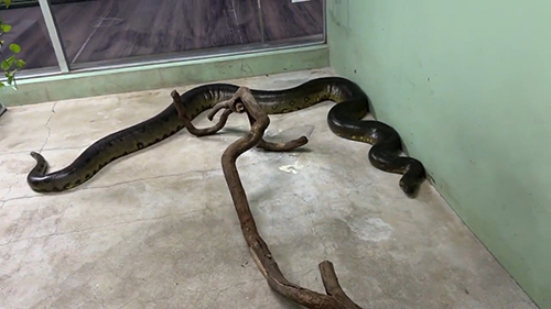 オオアナコンダ全体