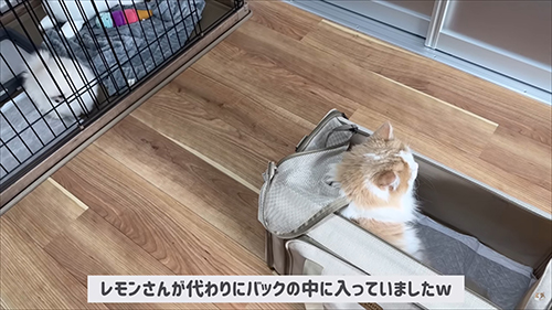 代わりに入っていました