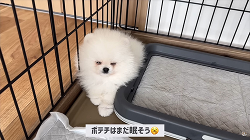 まだ眠そう