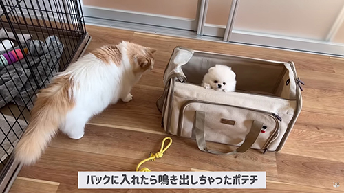 鳴き出しちゃった
