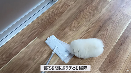 ポテチくんとお掃除