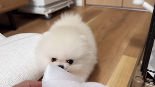 シートをくわえるポテチくん