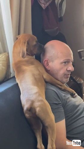 パパの頭をなめる犬