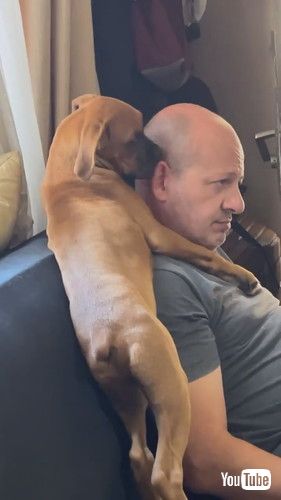 パパの頭をなめる犬