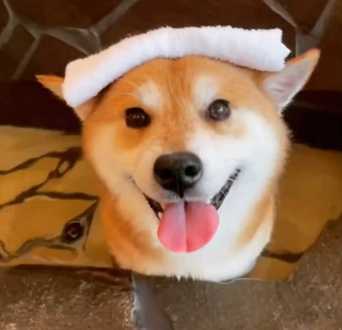 頭にタオルお風呂入るワンコ上から