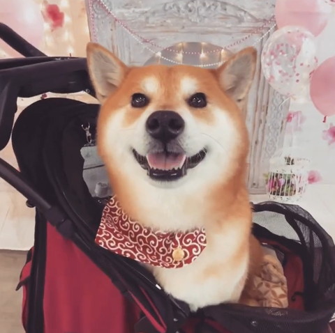 カートに乗って笑顔ワンコ