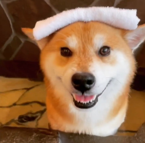 頭にタオルお風呂入るワンコ正面