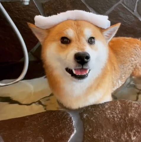 お風呂で口あけてるワンコ