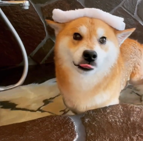 お風呂で舌ぺろワンコ