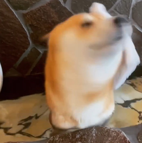 ブルブルするワンコ