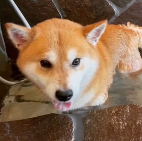 お風呂の左側行くワンコ