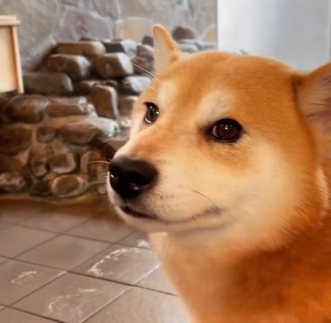 お風呂で振り返るワンコ