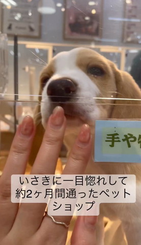 ビーグル