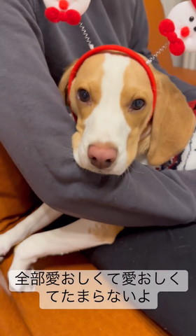 全部愛おしくてテロップ