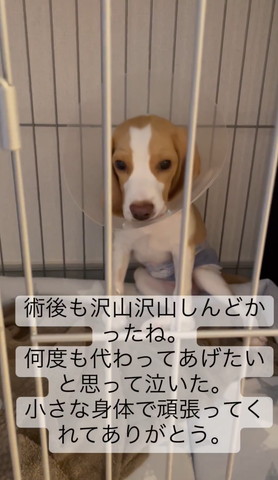 カラーつけてるワンコ