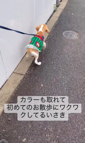 散歩して歩いてるワンコ