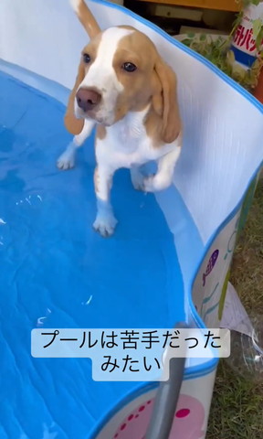 プール入るワンコ