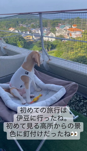 景色眺めるワンコ