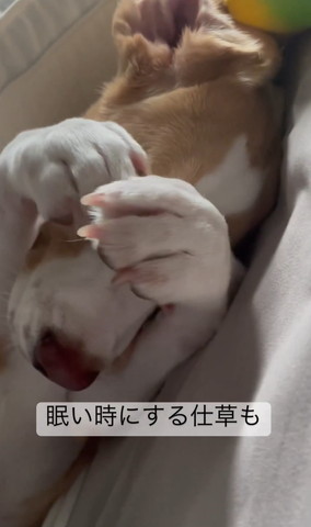 眠い時にする仕草テロップ