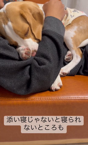 添い寝じゃないとテロップ