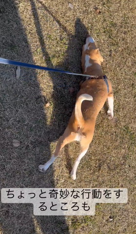 芝生で寝るワンコ