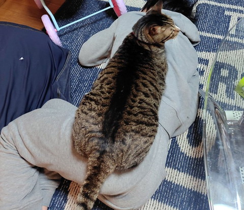 背中に乗る猫